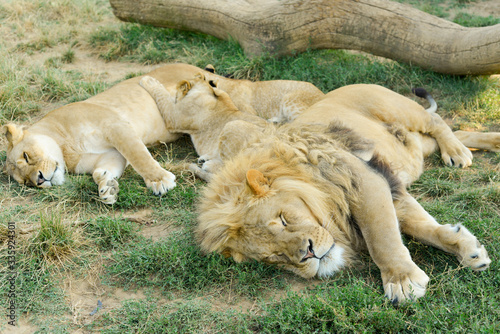 groupe de lions avec lionceau se reposant dans l'herbe photo