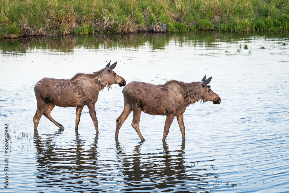 Fototapeta premium Moose in the Marsh