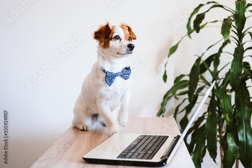 cute jack russell dog working on laptop at home. Elegant dog wearing a bow tie. Stay home. Technology and lifestyle indoors concept © Eva