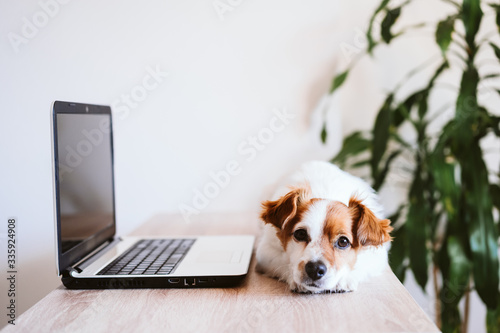 cute jack russell dog working on laptop at home. Stay home. Technology and lifestyle indoors concept © Eva