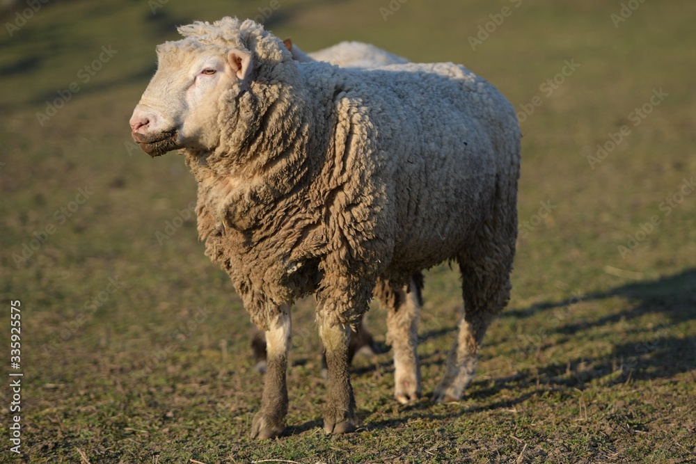 sheep with lamb on farm