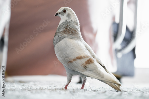 Obraz na plátně White colored pigeon in home.