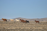 Herd of wild horses and foals running with a mountain in the background