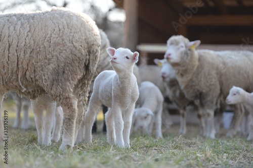 sheep with lamb on farm © muro