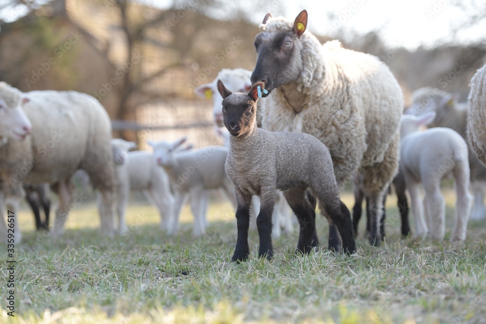 Obraz premium sheep with lamb on farm
