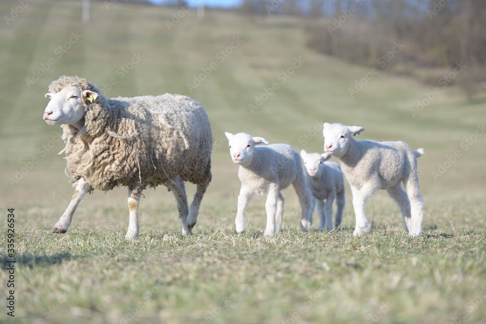 Fototapeta premium sheep with lamb on farm