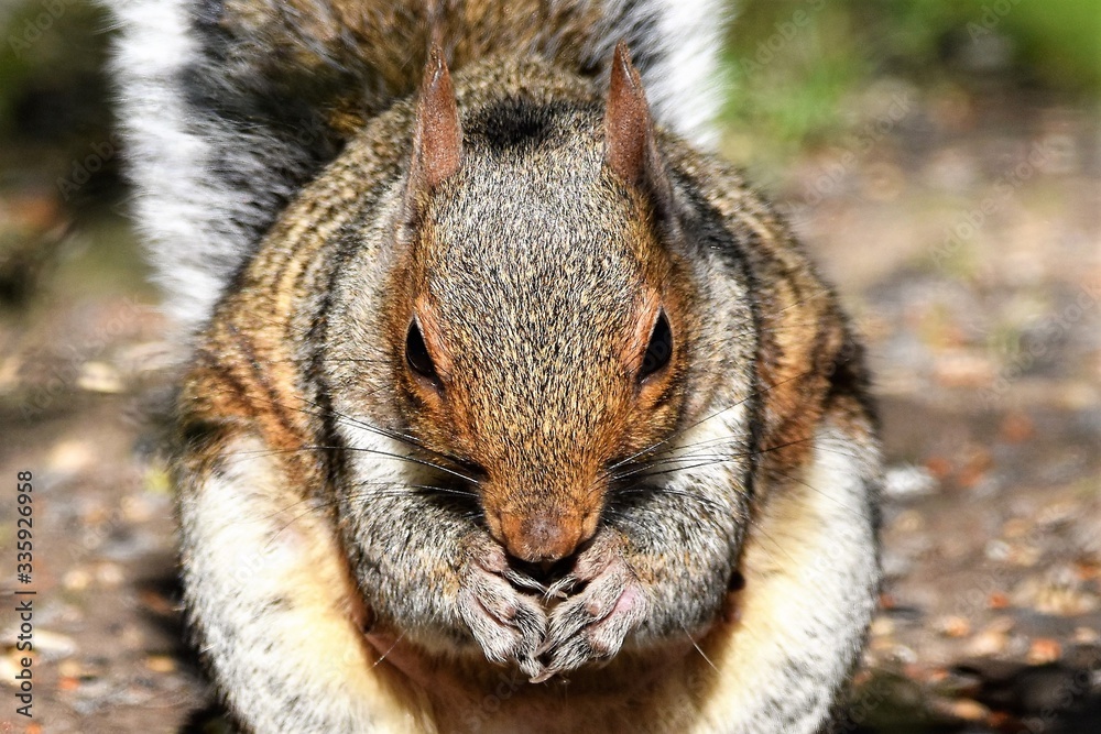 squirrel eating nut squirrel eating nut