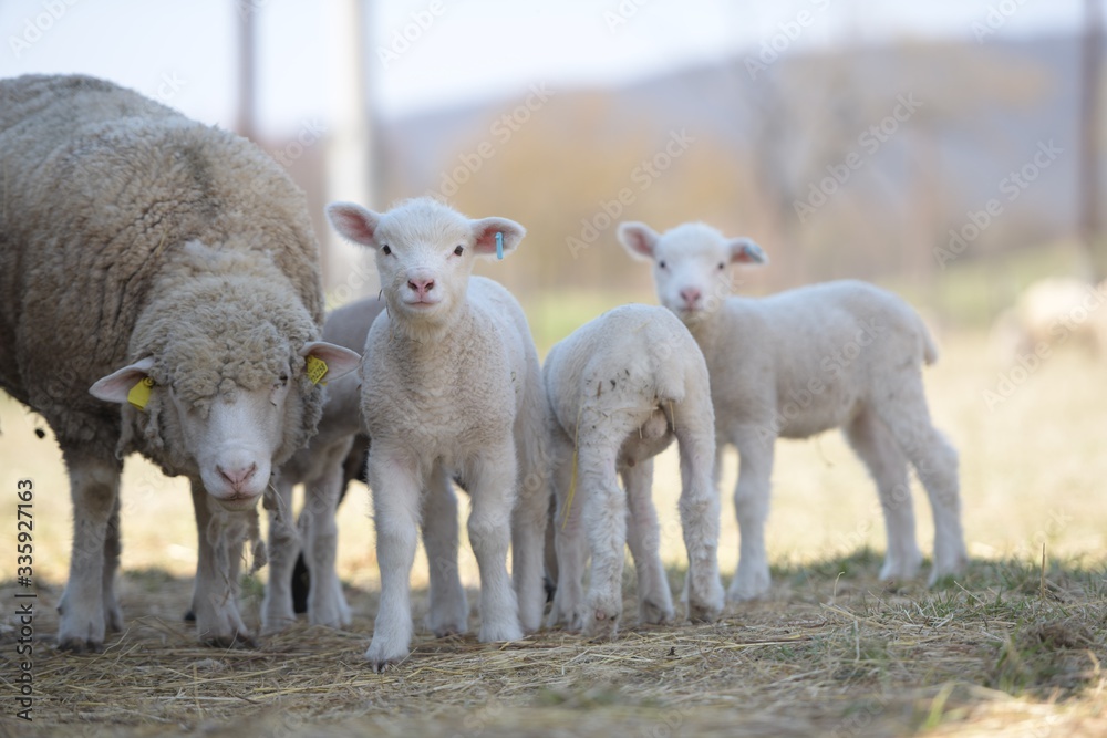 Fototapeta premium sheep with lamb on farm