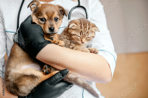 Veterinarian in black gloves with a dog and a cat in his hands