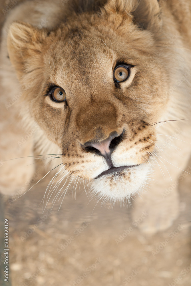 gros plan d'un jeune lionceau avec le regard joueur