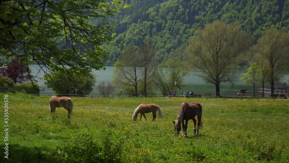 Thoroughbred horses grazing in field on horse farm landscape. Lake Tegernsee Thoroughbred horses grazing in field on horse farm landscape. Lake Tegernsee