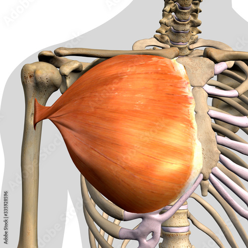 Pectoralis Major Muscle Isolated in Anterior View Anatomy on White Background photo