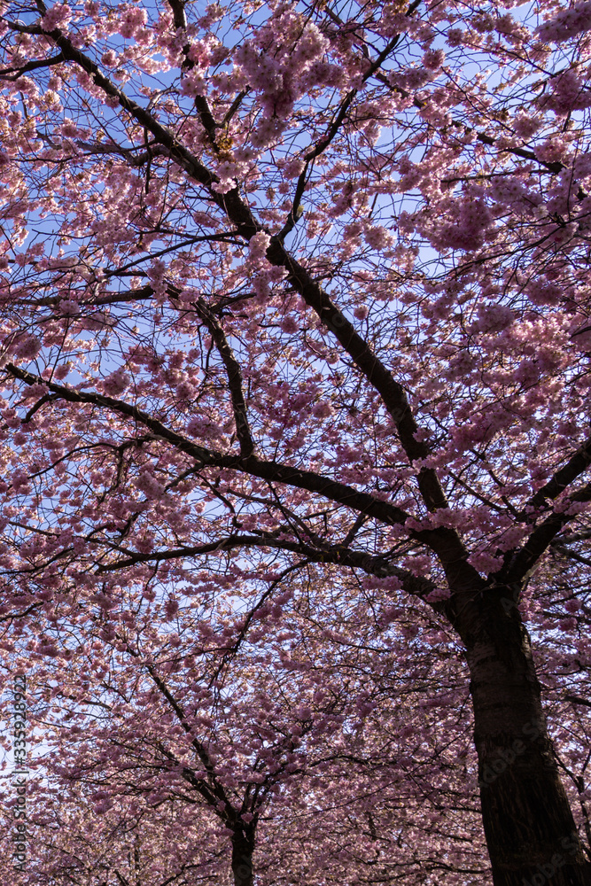 Trees with pink spring cherry blossom with deep blue sky in the background. Trees with pink spring cherry blossom with deep blue sky in the background.