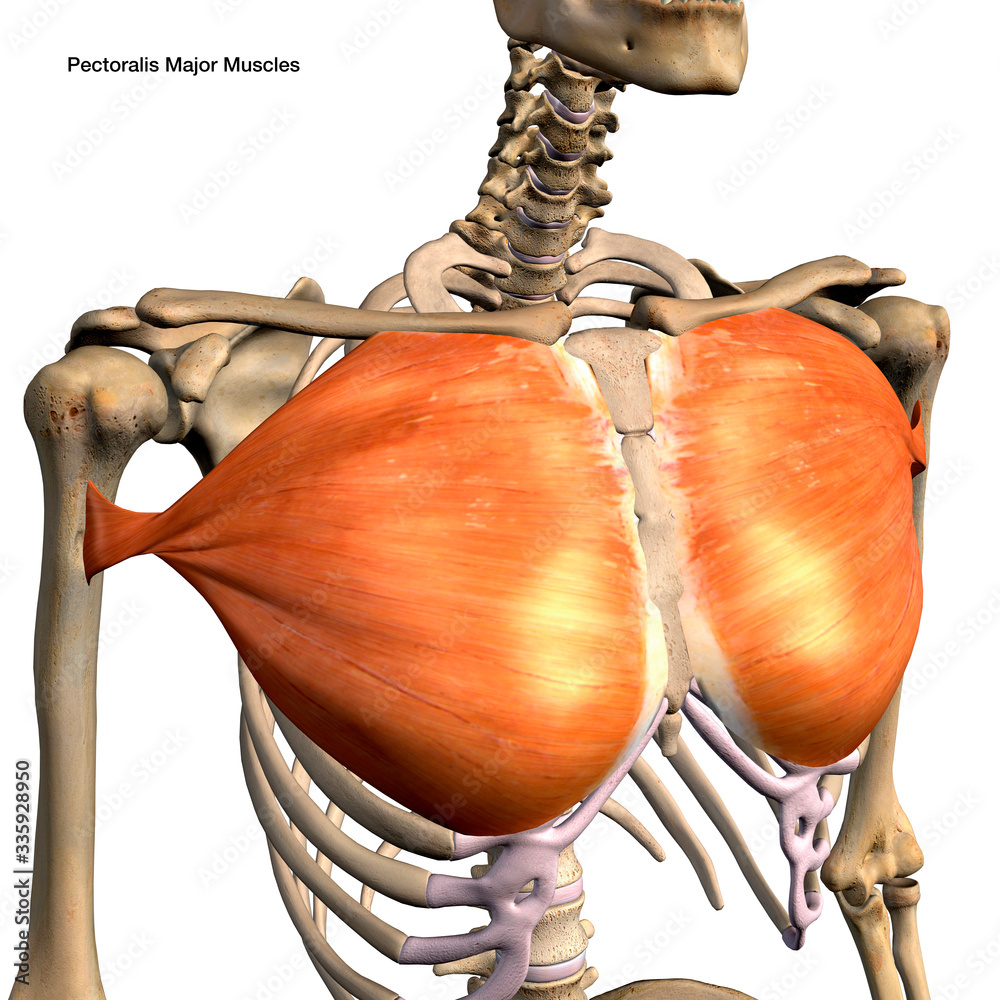 Pectoralis Major Muscles Isolated in Anterior View Labeled Anatomy on