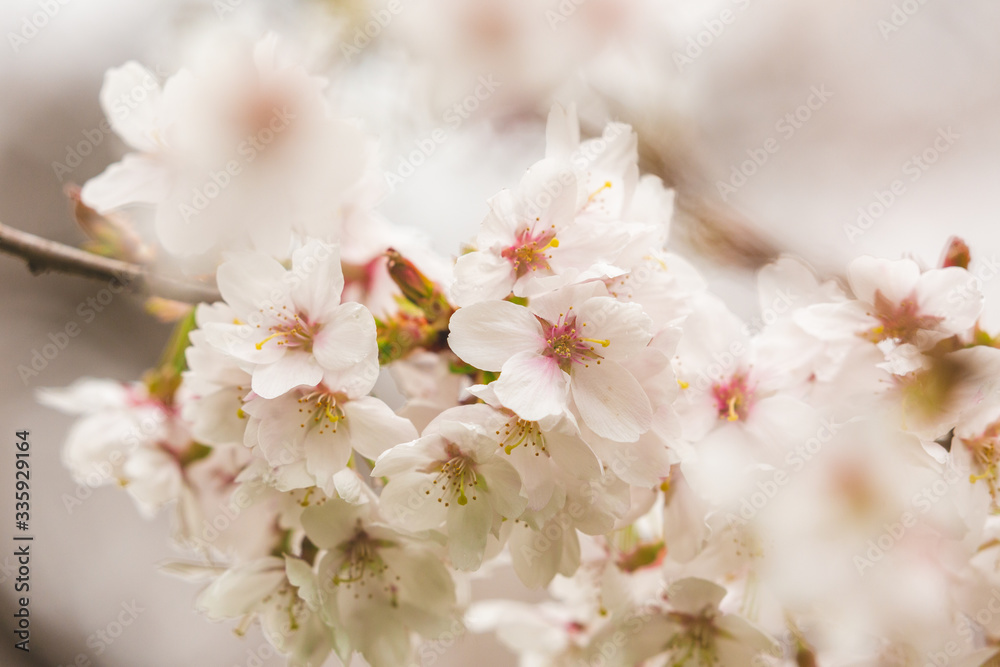 Bright pink and white cherry tree full blossom flowers blooming in spring time season near Easter, against blurred bokeh background