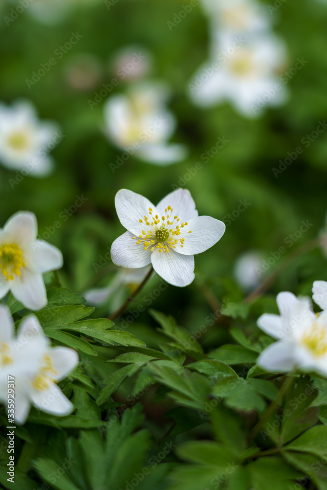 Close up of white anemone nemorosa flowers in the forest on sunny spring day. Wild anemone, windflowers, thimbleweed. Blurred background, shallow depth of field, selective focus. Close up of white anemone nemorosa flowers in the forest on sunny spring day. Wild anemone, windflowers, thimbleweed. Blurred background, shallow depth of field, selective focus.