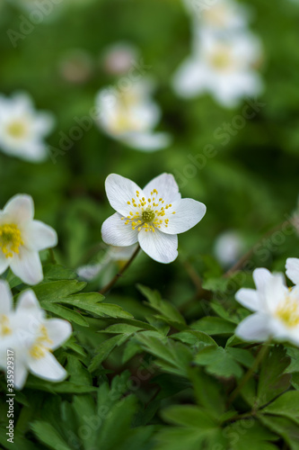 Close up of white anemone nemorosa flowers in the forest on sunny spring day. Wild anemone  windflowers  thimbleweed. Blurred background  shallow depth of field  selective focus.