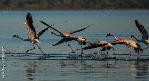 flamingos at sado river, portugal