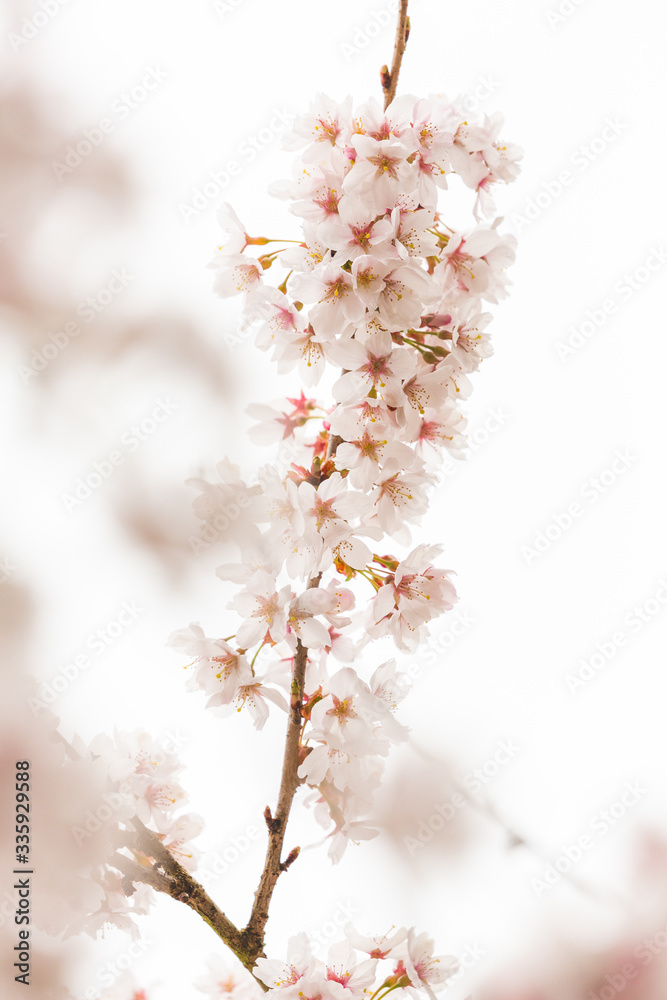 Bright pink and white cherry tree full blossom flowers blooming in spring time season near Easter, against blurred bokeh background Bright pink and white cherry tree full blossom flowers blooming in spring time season near Easter, against blurred bokeh background