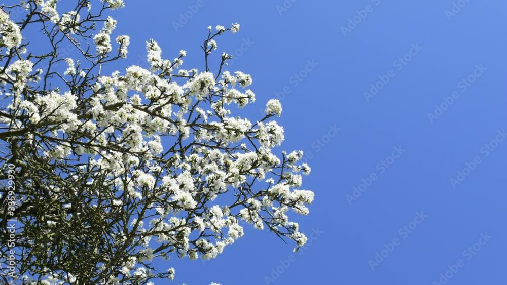 4K video of white Cherry blossom tree, which is commonly called sakura, moving in the wind. Blue sky. Beautiful spring tree. Flesh flowers. Spring in Essex in UK. Copy space. Selective focus. 4K video of white Cherry blossom tree, which is commonly called sakura, moving in the wind. Blue sky. Beautiful spring tree. Flesh flowers. Spring in Essex in UK. Copy space. Selective focus.