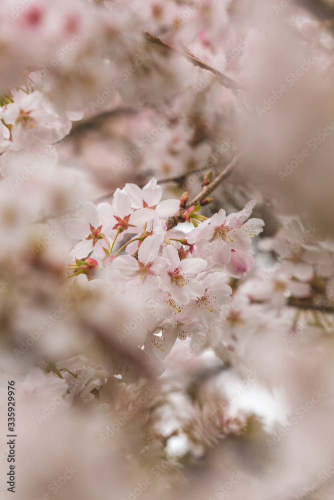 Bright pink and white cherry tree full blossom flowers blooming in spring time season near Easter, against blurred bokeh background Bright pink and white cherry tree full blossom flowers blooming in spring time season near Easter, against blurred bokeh background