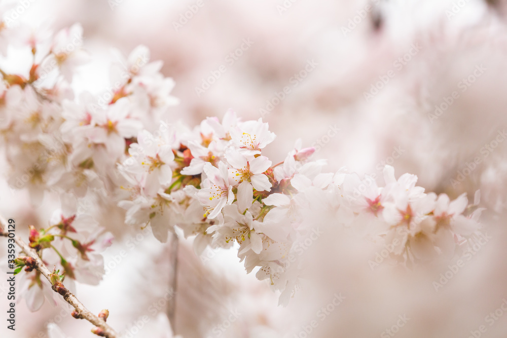 Bright pink and white cherry tree full blossom flowers blooming in spring time season near Easter, against blurred bokeh background