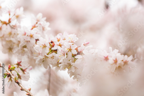 Bright pink and white cherry tree full blossom flowers blooming in spring time season near Easter, against blurred bokeh background