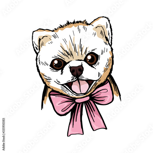 A cute Pomeranian spitz puppy is smiling with its tongue out, with a pink bow around its neck. Vector drawing of a dog for greeting cards, t-shirts, print on any clothes and for any design.