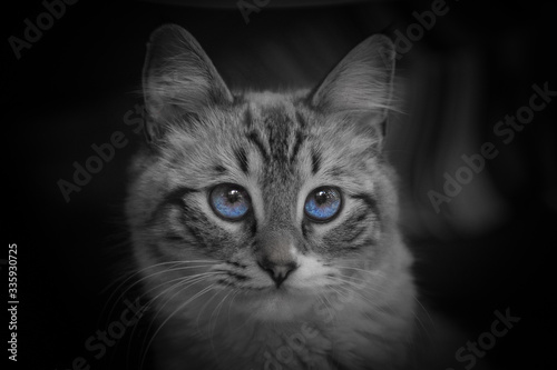 portrait of a cat © Valeriia