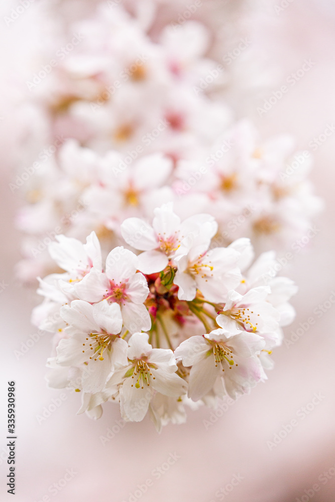 Bright pink and white cherry tree full blossom flowers blooming in spring time season near Easter, against blurred bokeh background Bright pink and white cherry tree full blossom flowers blooming in spring time season near Easter, against blurred bokeh background