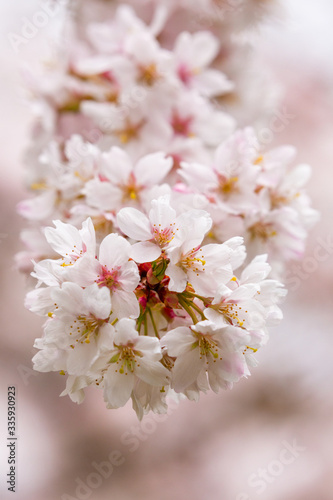 Bright pink and white cherry tree full blossom flowers blooming in spring time season near Easter, against blurred bokeh background