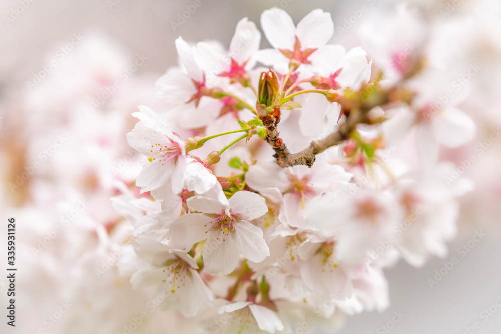 Bright pink and white cherry tree full blossom flowers blooming in spring time season near Easter, against blurred bokeh background Bright pink and white cherry tree full blossom flowers blooming in spring time season near Easter, against blurred bokeh background