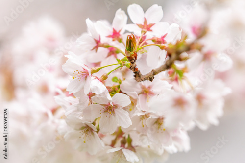 Bright pink and white cherry tree full blossom flowers blooming in spring time season near Easter  against blurred bokeh background