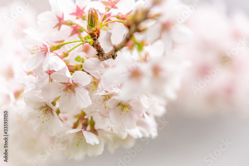 Bright pink and white cherry tree full blossom flowers blooming in spring time season near Easter, against blurred bokeh background