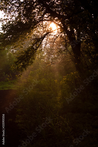 Sunbeams pour through trees in misty forest after rain