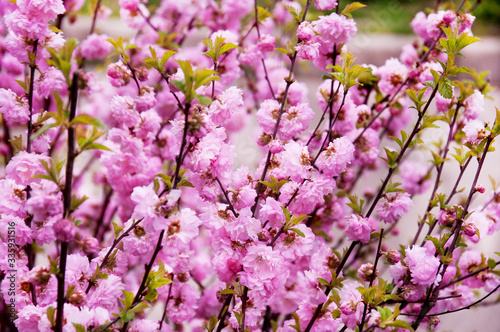Lush bush with pink flowers. Pink almond flowers in spring. Asian spring garden. © Oksana