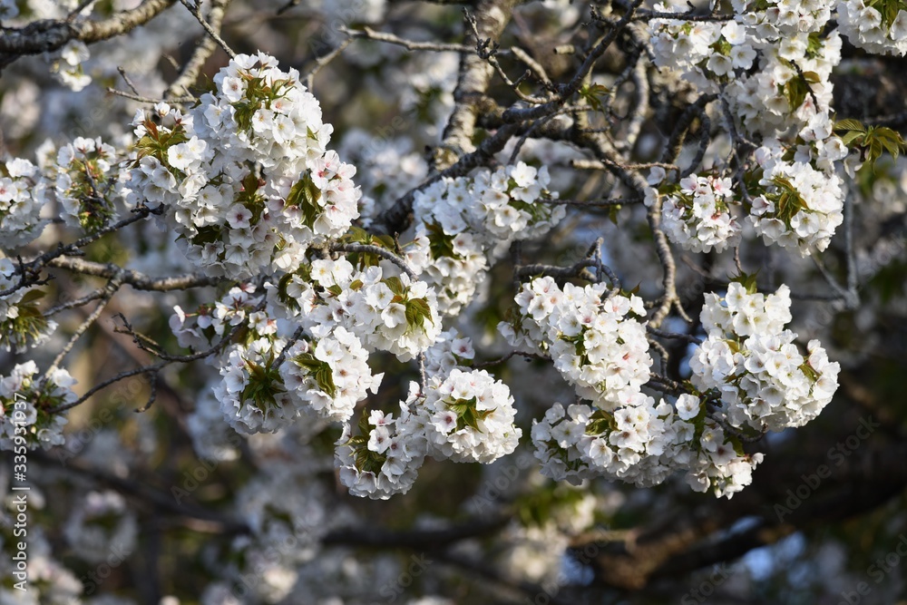 Cherry blossoms in full bloom / Japanese spring scenery Cherry blossoms in full bloom / Japanese spring scenery