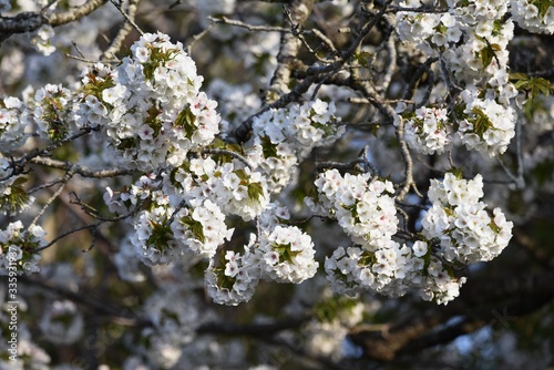 Cherry blossoms in full bloom / Japanese spring scenery