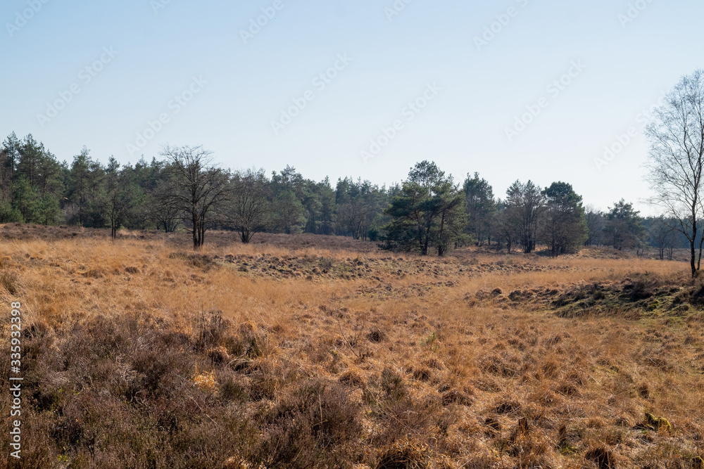 nature/forrest in Arnhem Netherlands nature/forrest in Arnhem Netherlands