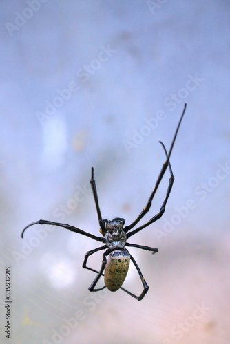 A Thai spider Nephila Clavipes sits on a web 