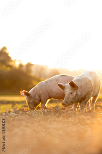 Fototapeta Pigs eating on a meadow in an organic meat farm - wide angle lens shot