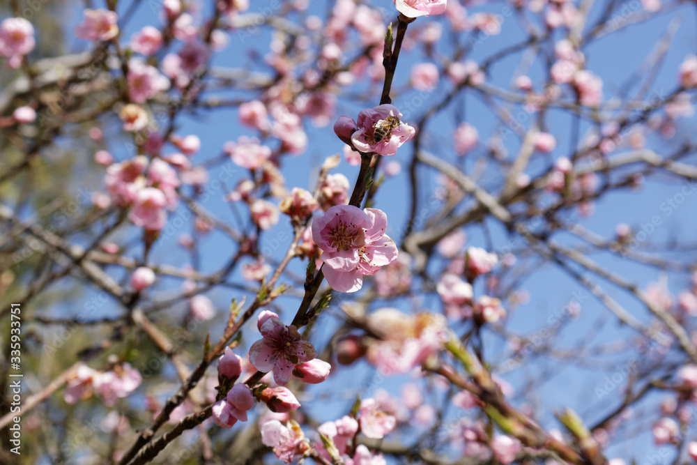The western honey bee or European honey bee (Apis mellifera) on peach flower The western honey bee or European honey bee (Apis mellifera) on peach flower