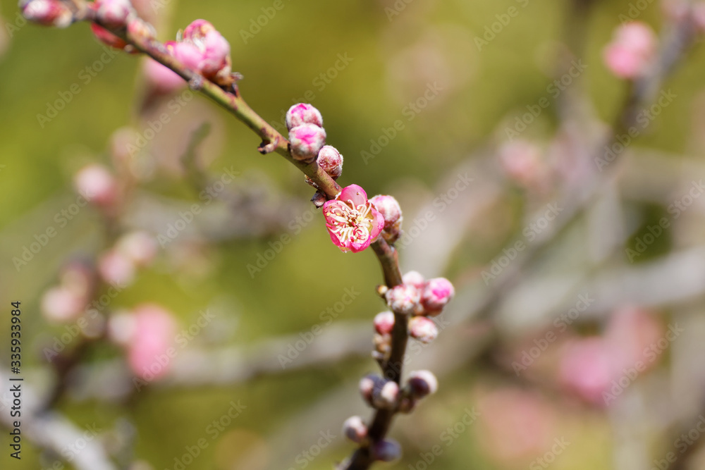 The western honey bee or European honey bee (Apis mellifera) on peach flower The western honey bee or European honey bee (Apis mellifera) on peach flower