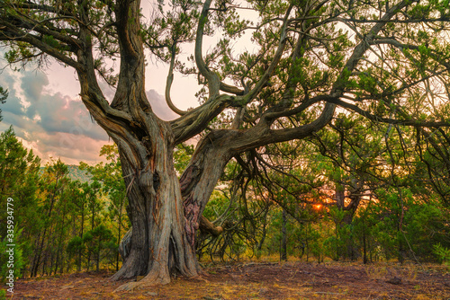 oak tree in the park