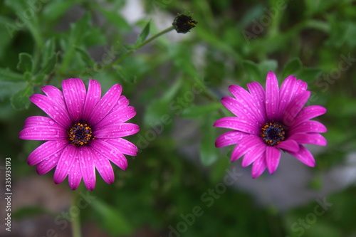 Beautiful Flowers Blooming In The Garden, Bodrum Turkey photo