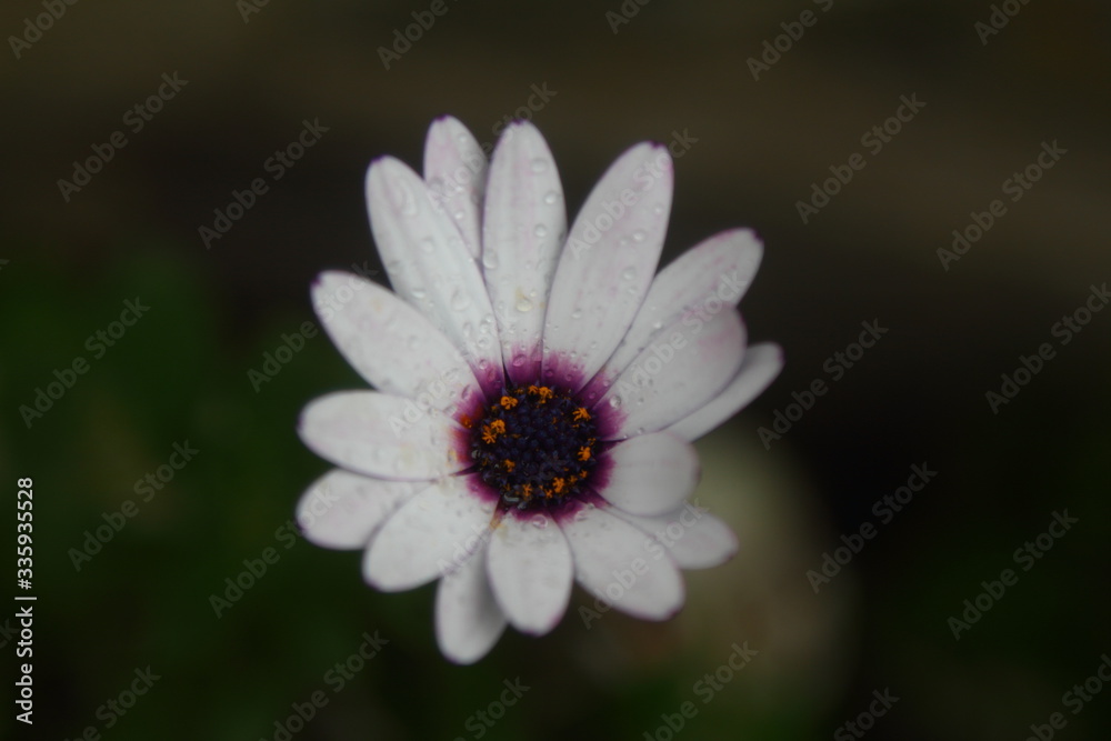 Beautiful Flowers Blooming In The Garden, Bodrum Turkey Beautiful Flowers Blooming In The Garden, Bodrum Turkey