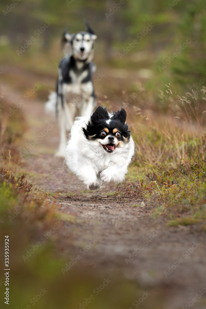 A dog of the Australian shepherd breed plays