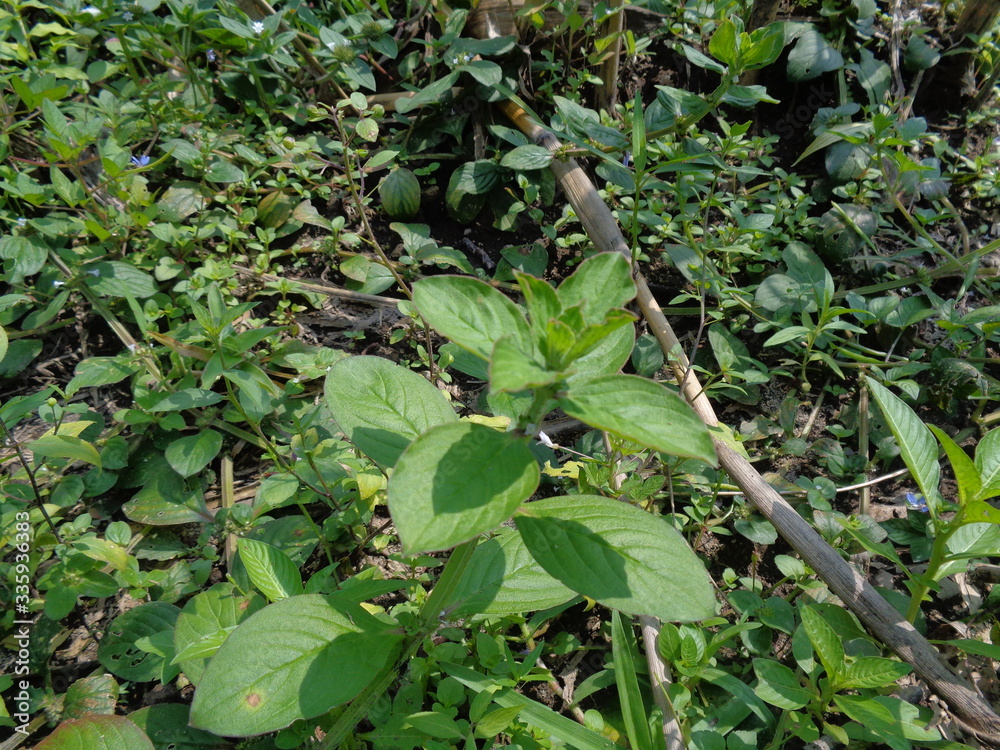 Close up borreria with natural background. Borreria including weeds and used as animal feed. Close up borreria with natural background. Borreria including weeds and used as animal feed.