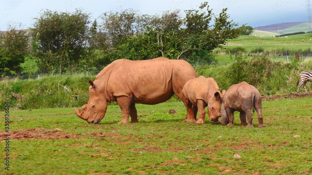 A family of rhinoceros grazing on a green field. A family of rhinoceros grazing on a green field.