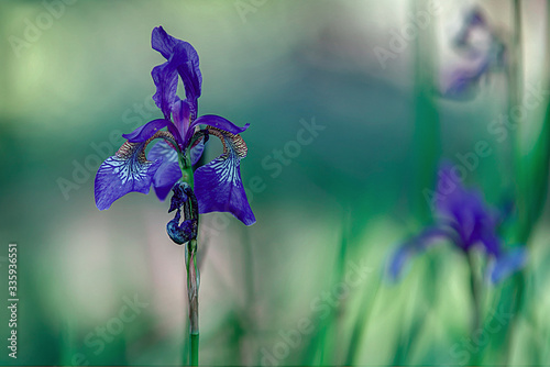 purple iris flower